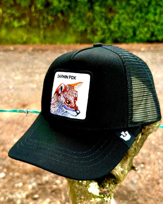 Darwin Fox Tribu Mates
